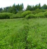 Mírně kyselá rašeliniště a rašelinné louky <i>(Caricion canescenti-nigrae)</i> / Porost