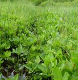 Mírně kyselá rašeliniště a rašelinné louky <i>(Caricion canescenti-nigrae)</i> / Detail porostu