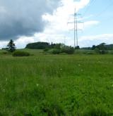 Mírně kyselá rašeliniště a rašelinné louky <i>(Caricion canescenti-nigrae)</i> / Porost