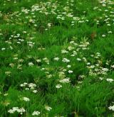 Horské trojštětové louky <i>(Polygono bistortae-Trisetion flavescentis)</i> / Detail porostu