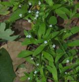 pomněnka řídkokvětá <i>(Myosotis sparsiflora)</i> / Habitus