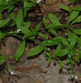 pomněnka řídkokvětá <i>(Myosotis sparsiflora)</i> / Habitus