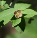 brslen bradavičnatý <i>(Euonymus verrucosus)</i> / Květ/Květenství