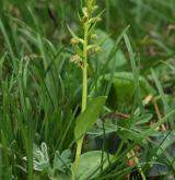 vemeníček zelený <i>(Coeloglossum viride)</i> / Habitus