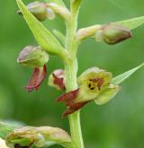 vemeníček zelený <i>(Coeloglossum viride)</i> / Květ/Květenství