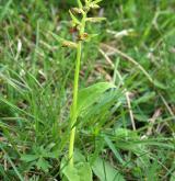vemeníček zelený <i>(Coeloglossum viride)</i> / Habitus