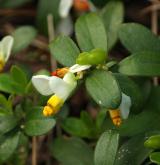  zimostrázek alpský <i>(Polygala chamaebuxus)</i> / Květ/Květenství