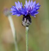 chrpa modrá  <i>(Centaurea cyanus)</i>
