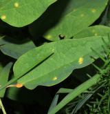 plamének přímý <i>(Clematis recta)</i> / List