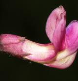 hrachor černý <i>(Lathyrus niger)</i> / Květ/Květenství