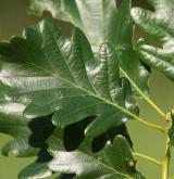 dub mnohoplodý <i>(Quercus polycarpa)</i> / List