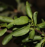 ochmet evropský <i>(Loranthus europaeus)</i> / List