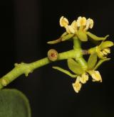 ochmet evropský <i>(Loranthus europaeus)</i> / Květ/Květenství
