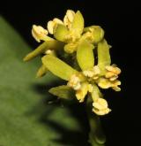 ochmet evropský <i>(Loranthus europaeus)</i> / Květ/Květenství