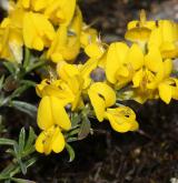 kručinka chlupatá <i>(Genista pilosa)</i> / Květ/Květenství