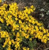 kručinka chlupatá <i>(Genista pilosa)</i> / Porost