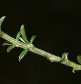 kručinka chlupatá <i>(Genista pilosa)</i> / Větve a pupeny