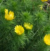 hlaváček jarní <i>(Adonis vernalis)</i> / Habitus