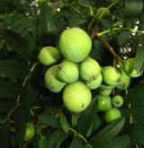 jeřáb oskeruše <i>(Sorbus domestica)</i> / Plod