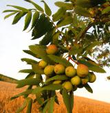 jeřáb oskeruše <i>(Sorbus domestica)</i> / Plod