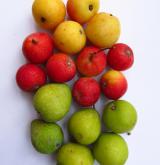 jeřáb oskeruše <i>(Sorbus domestica)</i> / Plod