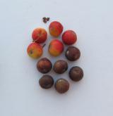 jeřáb oskeruše <i>(Sorbus domestica)</i> / Plod