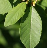 krušina olšová <i>(Frangula alnus)</i> / List