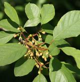 krušina olšová <i>(Frangula alnus)</i> / Květ/Květenství