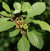 krušina olšová <i>(Frangula alnus)</i> / Květ/Květenství