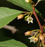 krušina olšová <i>(Frangula alnus)</i> / Květ/Květenství