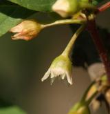 krušina olšová <i>(Frangula alnus)</i> / Květ/Květenství