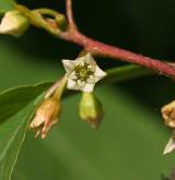 krušina olšová <i>(Frangula alnus)</i> / Květ/Květenství