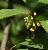 krušina olšová <i>(Frangula alnus)</i> / Květ/Květenství
