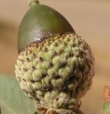 dub okrouhlolistý <i>(Quercus rotundifolia)</i> / Plod