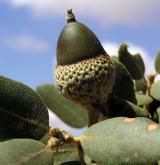 dub okrouhlolistý <i>(Quercus rotundifolia)</i> / Plod