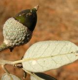 dub okrouhlolistý <i>(Quercus rotundifolia)</i> / Plod