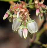 brusnice chocholičnatá <i>(Vaccinium corymbosum)</i>