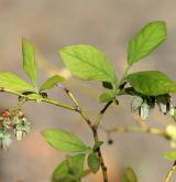 brusnice chocholičnatá <i>(Vaccinium corymbosum)</i>