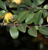 brusnice vejčitá <i>(Vaccinium ovatum)</i> / List