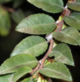 brusnice vejčitá <i>(Vaccinium ovatum)</i> / List