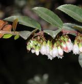 brusnice vejčitá <i>(Vaccinium ovatum)</i> / Květ/Květenství
