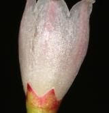 brusnice vejčitá <i>(Vaccinium ovatum)</i> / Květ/Květenství