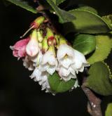 brusnice vejčitá <i>(Vaccinium ovatum)</i> / Květ/Květenství