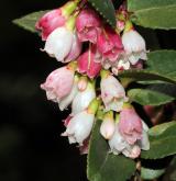 brusnice vejčitá <i>(Vaccinium ovatum)</i> / Květ/Květenství