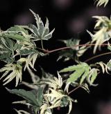 javor dlanitolistý <i>(Acer palmatum)</i> / Květ/Květenství