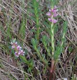 sivěnka přímořská <i>(Glaux maritima)</i> / Habitus
