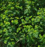 pryšec hranatý <i>(Euphorbia angulata)</i> / Porost