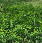 pryšec hranatý <i>(Euphorbia angulata)</i> / Porost