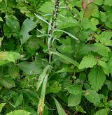 protěž norská <i>(Gnaphalium norvegicum)</i> / Habitus