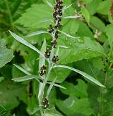 protěž norská <i>(Gnaphalium norvegicum)</i> / Habitus